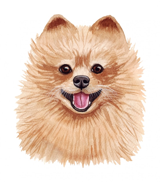 Ilustración acuarela de un perro gracioso. Raza de perro popular. Perro Pomerania Spitz Pomerania. Carácter hecho a mano aislado en blanco