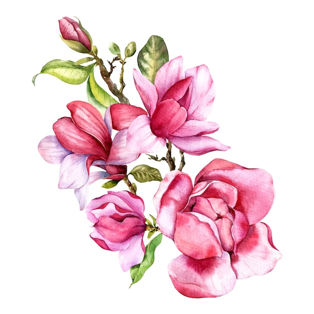 Ilustración de acuarela pintada a mano de flor de magnolia rosa