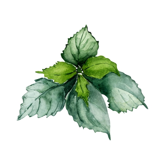 Ilustración de acuarela de planta herbaria de ortiga aislada sobre fondo blanco Urtica dioica hojas verdes