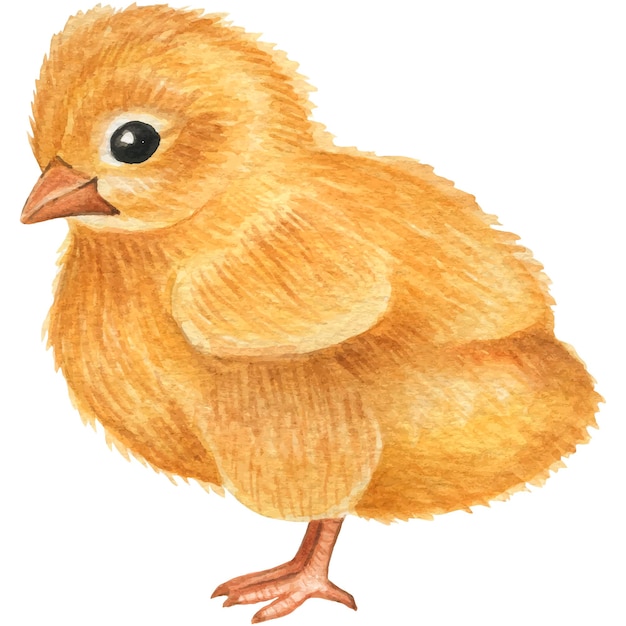 Ilustración acuarela de un pollito digital clipart