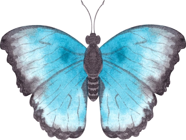 Vector ilustración de acuarela que representa una mariposa con alas azules