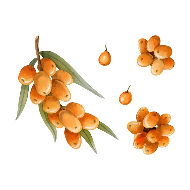 Ilustración de acuarela de la rama de las bayas de espino amarillo naranja de la planta forestal para productos orgánicos
