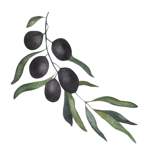 Ilustración acuarela de rama de olivo
