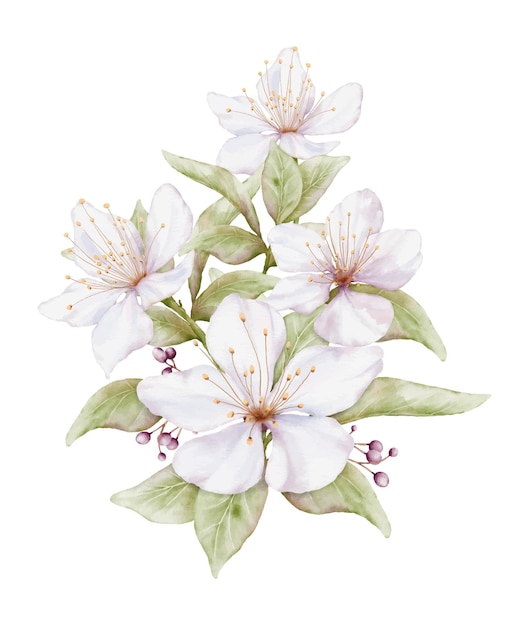 Ilustración acuarela de ramo de flor de cerezo