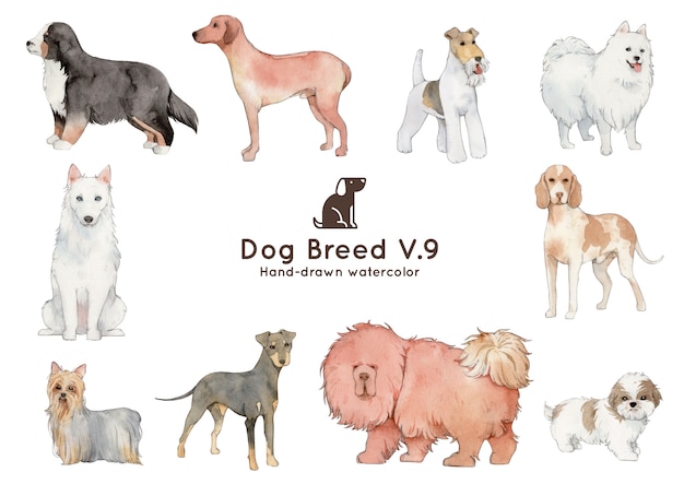 Vector ilustración de acuarela de raza de perro
