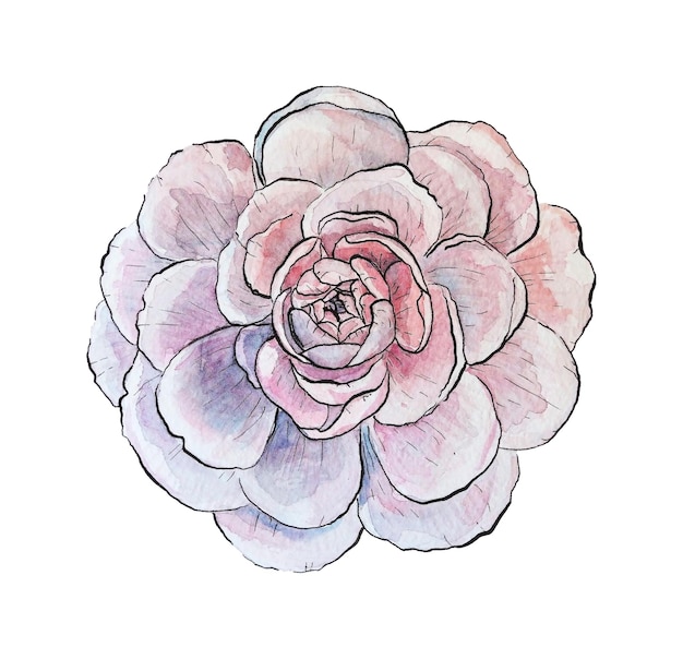 Ilustración de acuarela rosa lilas peonía flor de rosa aislada