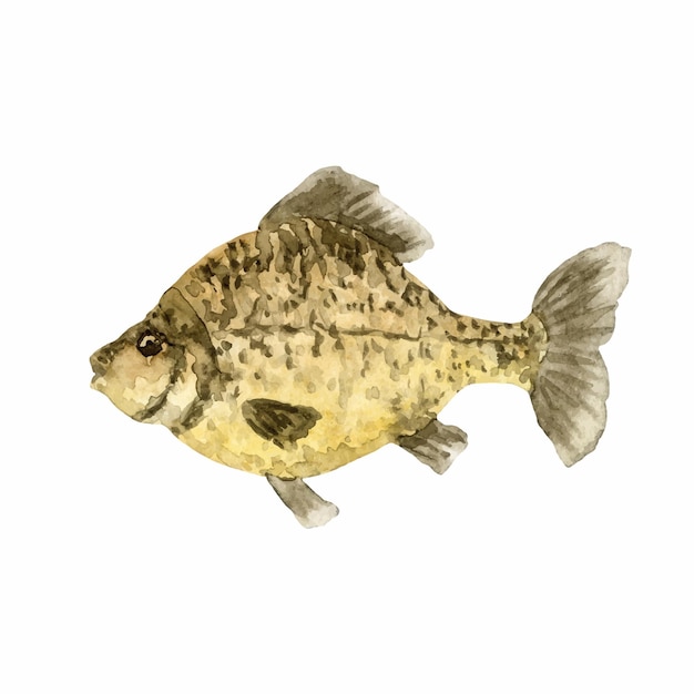 Ilustración acuarela de un solo pez cruciano aislado en un fondo blanco.