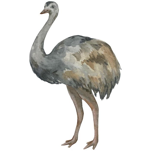 Ilustración acuarela de stracus emu