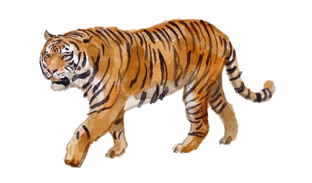 Ilustración en acuarela de un tigre para invitaciones de logotipo y más