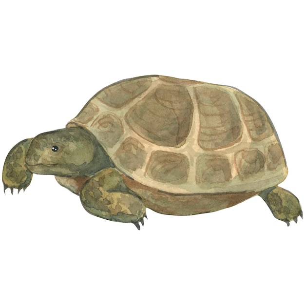 Vector ilustración acuarela de tortuga