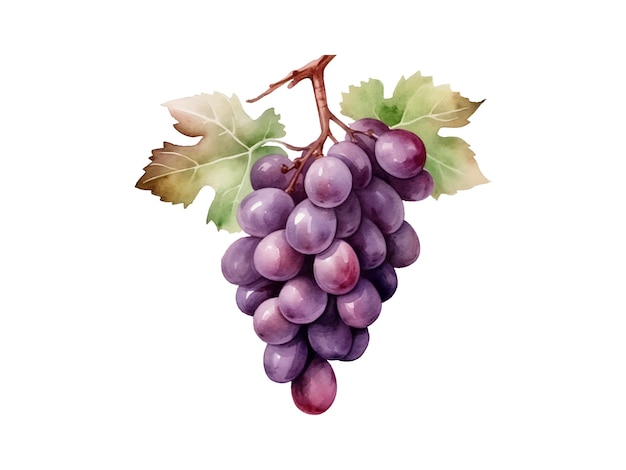 Ilustración en acuarela de uvas púrpuras sobre un fondo blanco