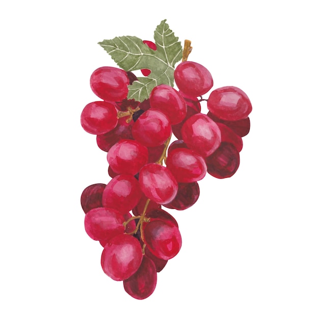 Ilustración en acuarela de uvas rojas