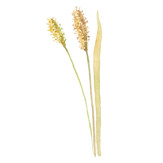 Ilustración de acuarela de vector abstracto de trigo de otoño Elementos de diseño de naturaleza dibujados a mano aislados sobre fondo blanco