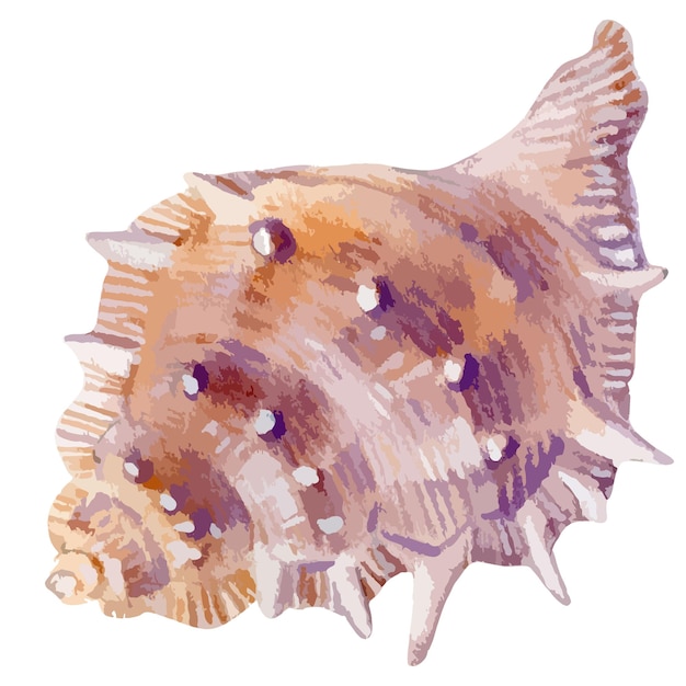 Ilustración de acuarela de vector de concha de colores