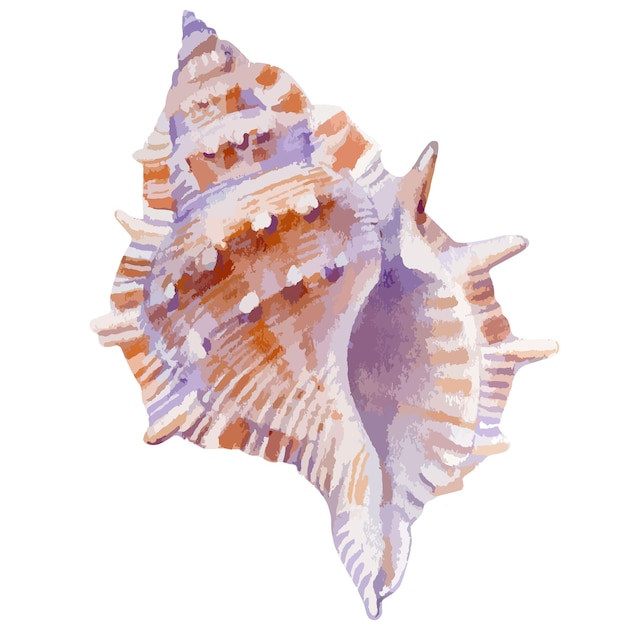 Ilustración de acuarela de vector de concha de colores