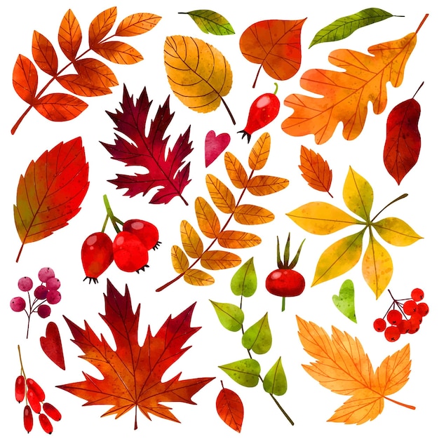 Ilustración de acuarela de vector dibujado a mano hojas de otoño