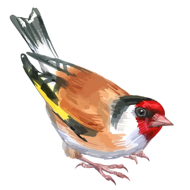 Ilustración de acuarela de vector de jilguero de pájaro de bosque pequeño