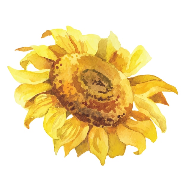 Ilustración de acuarela vectorial abstracta de girasol Elementos de diseño de naturaleza dibujados a mano aislados sobre fondo blanco