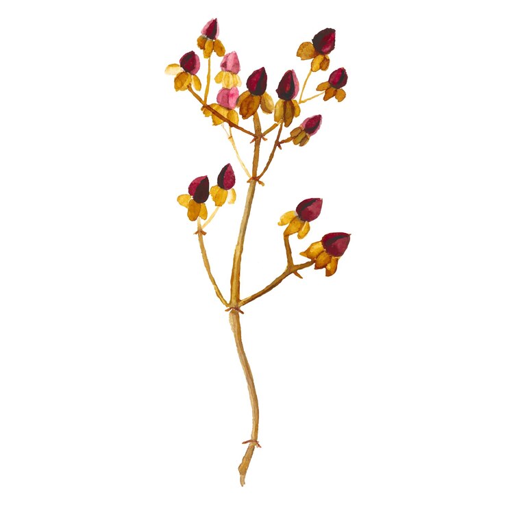 Vector ilustración de acuarela vectorial abstracta de hojas de otoño elementos de diseño de naturaleza dibujados a mano aislados sobre fondo blanco