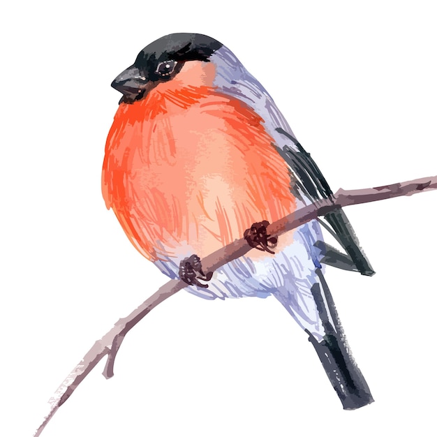Ilustración de acuarela vectorial de camachuelo de pájaro de bosque pequeño