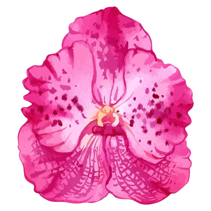 Vector ilustración de acuarela vectorial de flor de vanda orquídea magenta