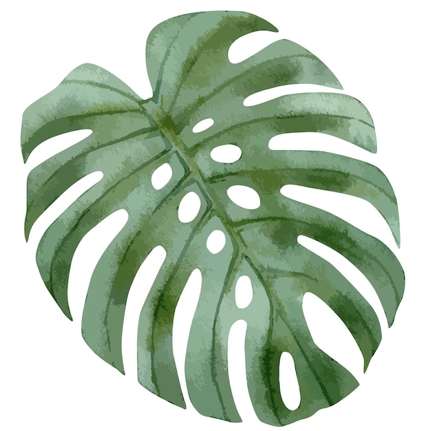 Ilustración de acuarela vectorial de hoja tropical de monstera verde