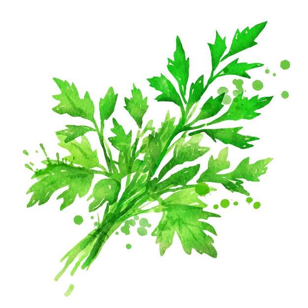 Ilustración en acuarela vectorial de perejil