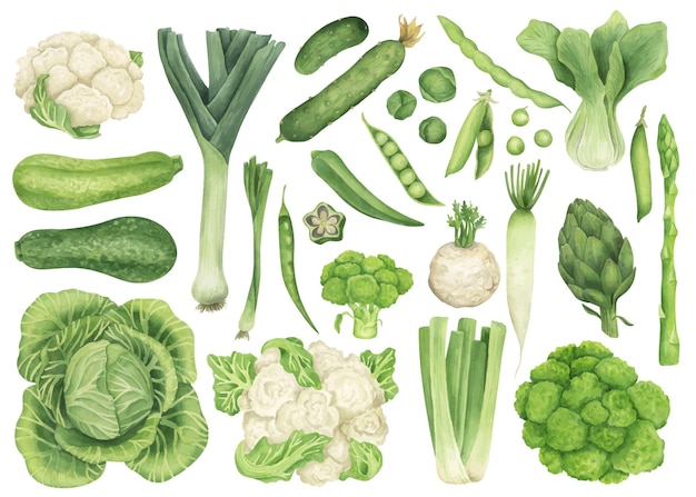 Ilustración de acuarela de verduras verdes Clipar dibujado a mano de alimentos