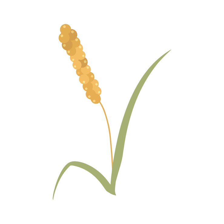 Vector ilustración de la agricultura de los cereales de las orejas de mijo