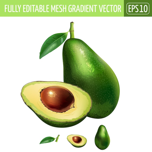 Ilustración de aguacate en blanco