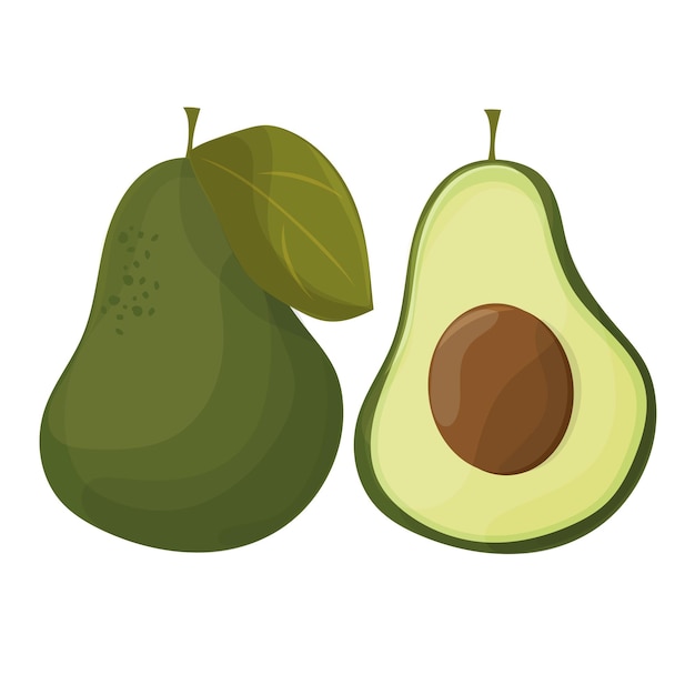 Ilustración de aguacates vectoriales. Aguacate entero y cortado aislado sobre fondo blanco.