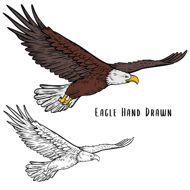 Ilustración de águila voladora en estilo dibujado a mano