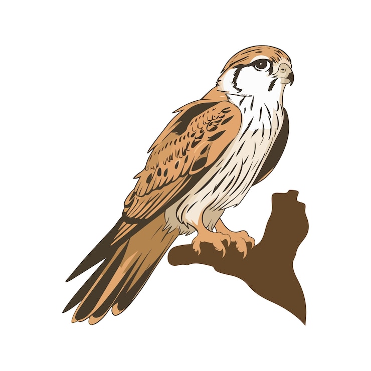 Vector ilustración del águila