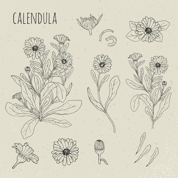 Ilustración aislada botánica médica de la caléndula. Planta, flores, pétalos, hojas, semillas conjunto dibujado a mano. Bosquejo de contorno vintage.