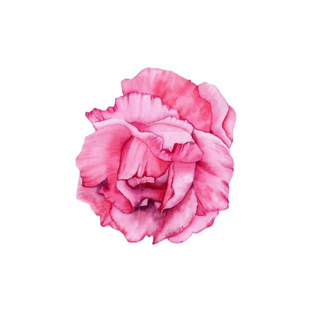 Ilustración aislada de flor rosa acuarela