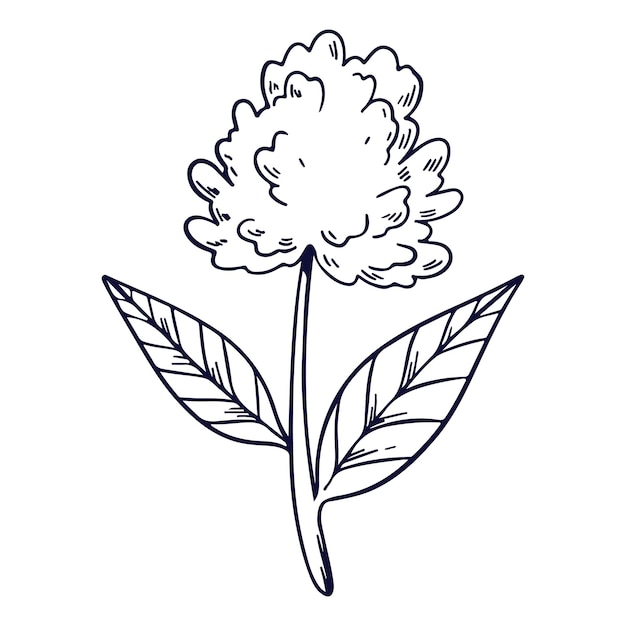 Ilustración aislada de flores y hojas dibujada a mano sobre un fondo blanco
