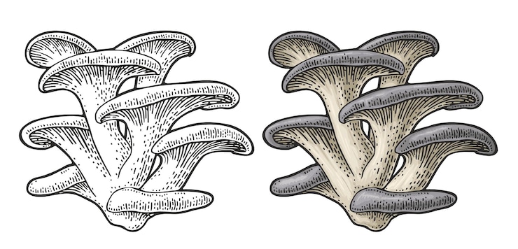 Vector ilustración aislada de grabado vectorial de color vintage de ostras de hongo