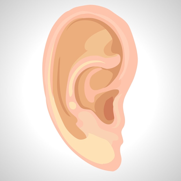 Ilustración aislada del oído