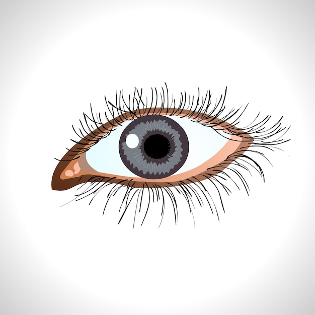 Vector ilustración aislada del ojo