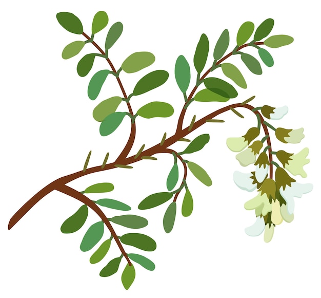 Vector ilustración aislada del vector de la planta de acacia en flor