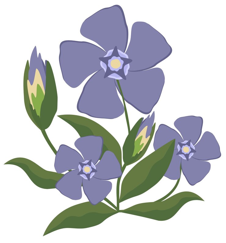 Vector ilustración aislada vectorial de la flor de bígaro. elegante planta sencilla, de color lavanda.