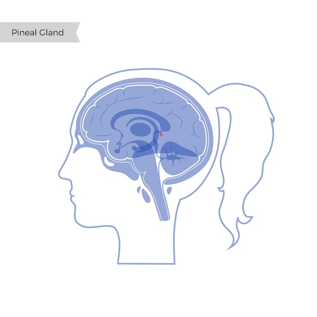 Ilustración aislada vectorial de la glándula pineal