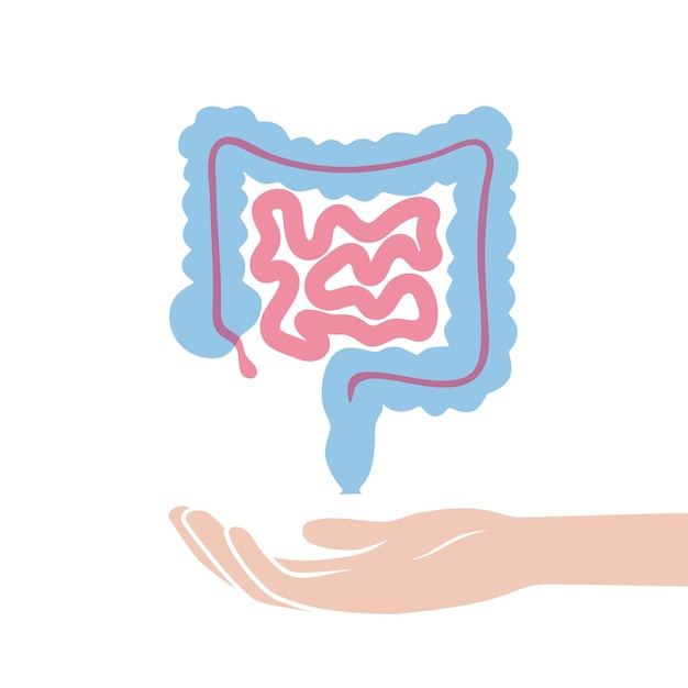 Ilustración aislada vectorial del intestino grueso y delgado