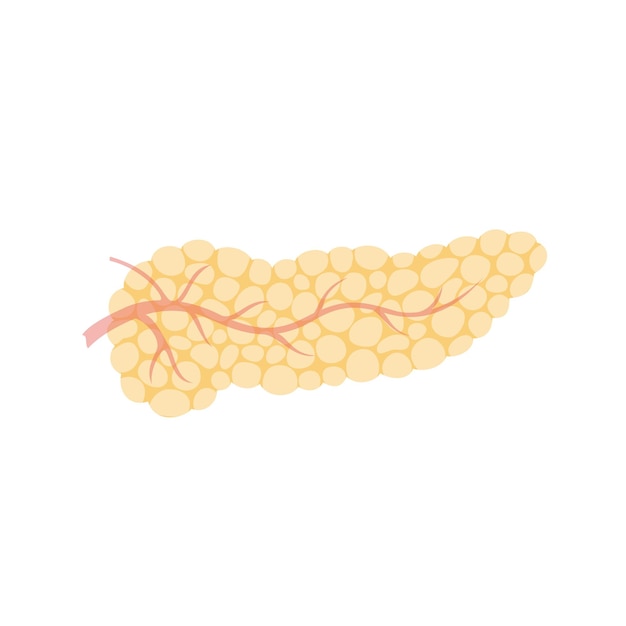 Ilustración aislada vectorial del páncreas
