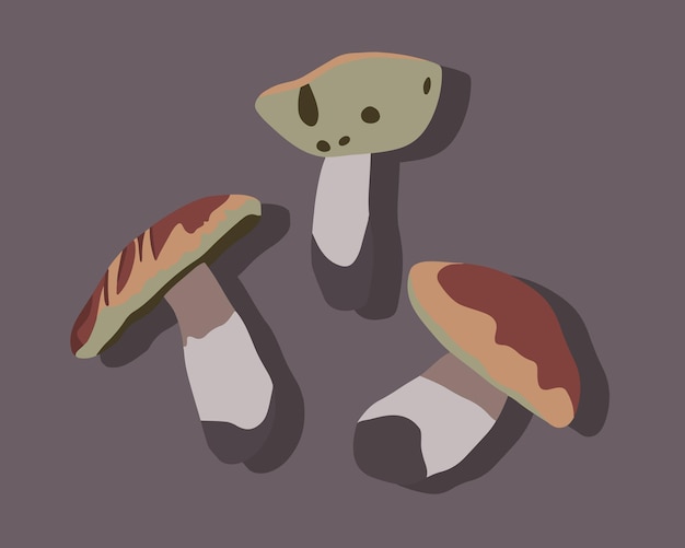 Vector ilustración aislada vectorial de setas boletus