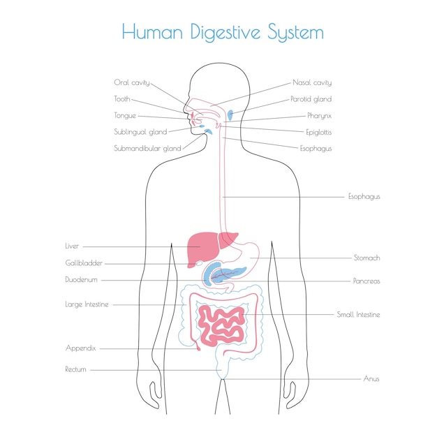 Ilustración aislada vectorial del sistema digestivo