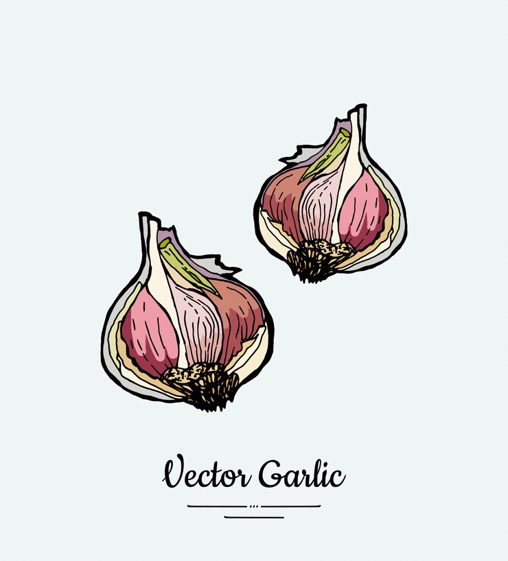 Vector ilustración de ajo vegetal