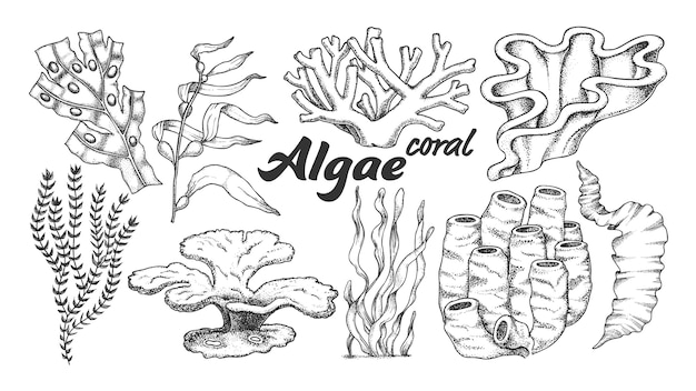 Ilustración de algas algas Coral.