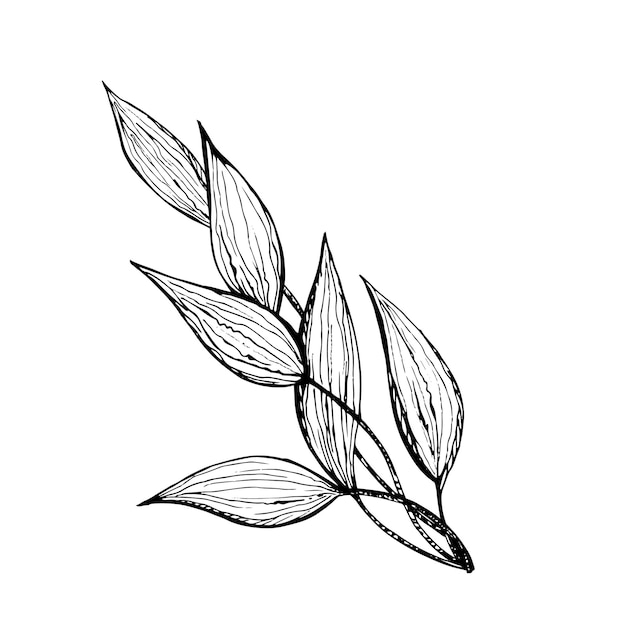 Ilustración en algas gráficas en blanco y negro aisladas sobre fondo blanco Vector de dibujo a mano