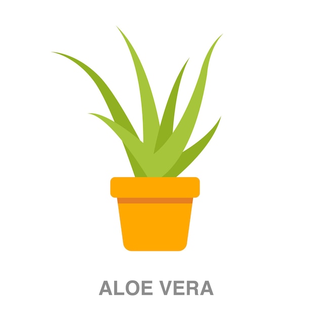 Ilustración de aloe vera sobre fondo transparente